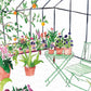 Greenhouse Card